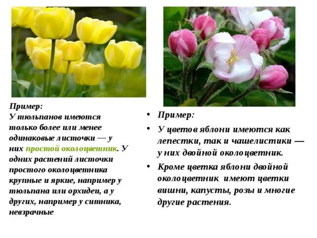 Форма листьев тюльпана