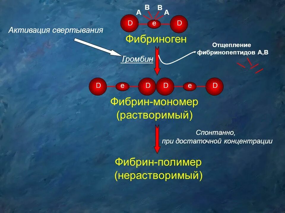 Как изменится количество фибрина после пореза. Фибрин и фибриноген. Фибриноген синтезируется в. Синтез фибриногена. Фибрин полимер.