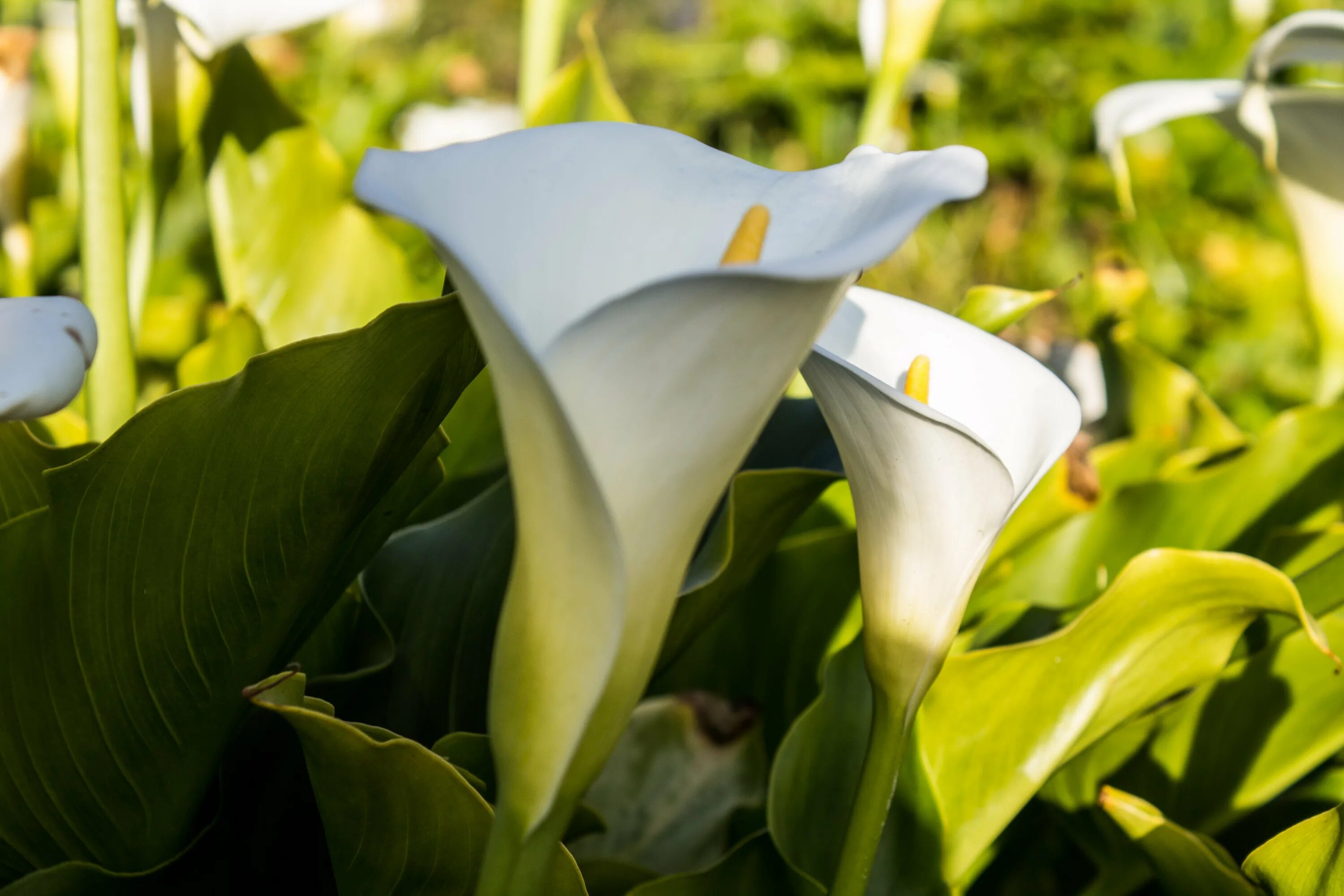 Калла пако. Белокрыльник (Калла). Калла белопятнистая. Калла Zantedeschia Twilight. Калла Cameo.