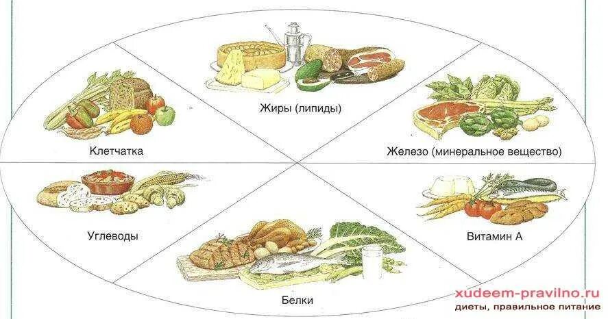 Белки жиры углеводы содержит. Белки жиры углеводы клетчатка в продуктах питания. белки жиры углеводы клетчатка соотношение. схема пищи углеводы белки жиры. белки жиры углеводы клетчатка витамины минералы.