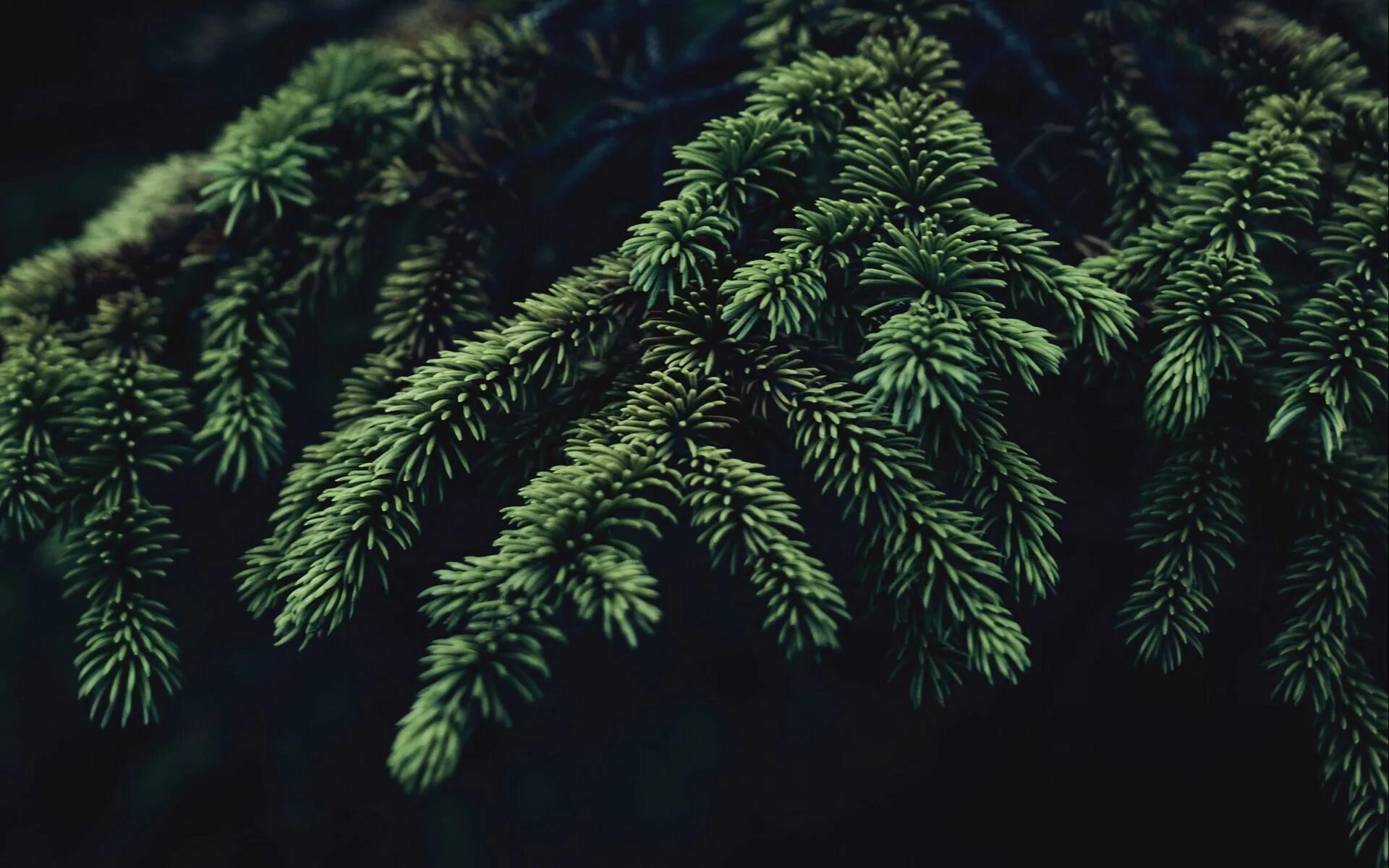 Эстетика ели. Ветка ели. Темная хвоя. Темная хвоя. Хвойные ветки.