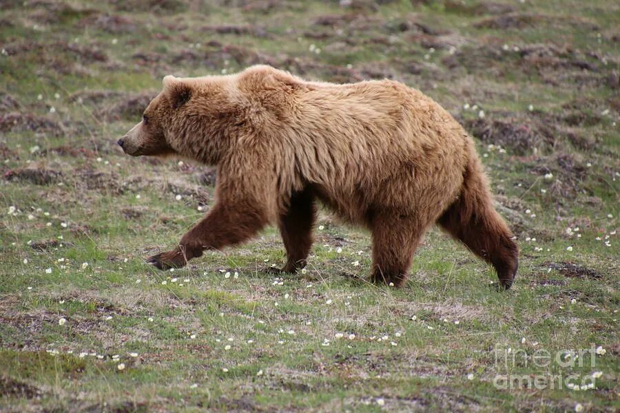 Bears walk. Гризли и бурый медведь. bear walk. гризли медведь и бурый медведь отличия. гризли и бурый медведь отличия.