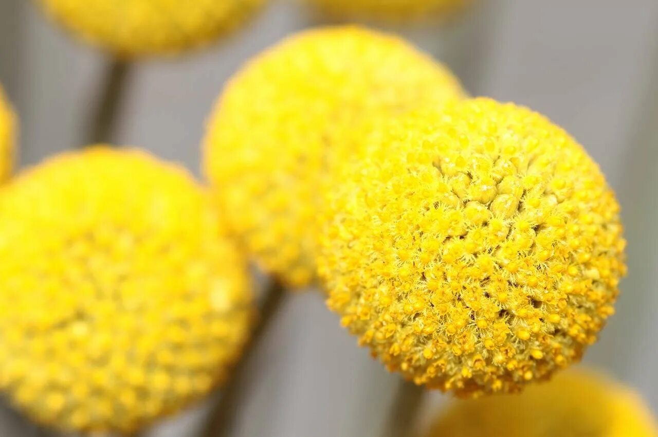 Цветы краспедия шаровидная. Цефалофора ананасовая земляника. Маленькие желтые шарики. Витекс желтый цветок. Маленькие желтые шарики.