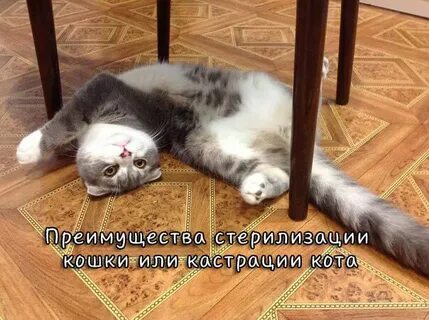 Сколько живут стерилизованные