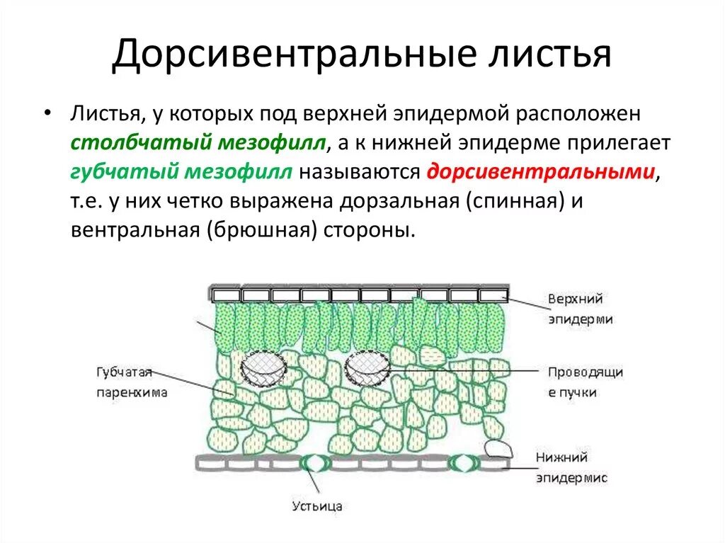 В жилках листа находится сверху. Столбчатая и Палисадная паренхима. Столбчатый и губчатый мезофилл. Столбчатый мезофилл строение. Клеточное строение листовой пластинки.