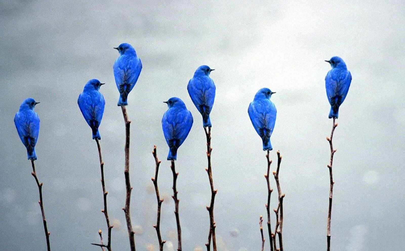 They like birds. Лазоревая птица Грандала. Синяя птица орнитология. Синяя птичка. Птица цвета ультрамарин.