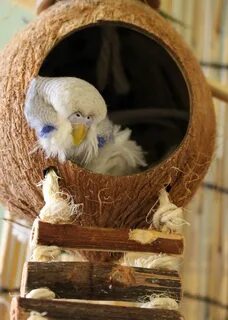 Гнездо для попугаев корелла
