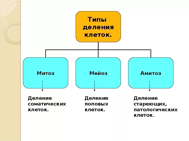 Способы деления клетки схема. Деление клеток 9 класс биология митоз. Урок на тему деление клетки митоз 9 класс биология. Типы деления клеток схема. Типы деления клеток 3 типа