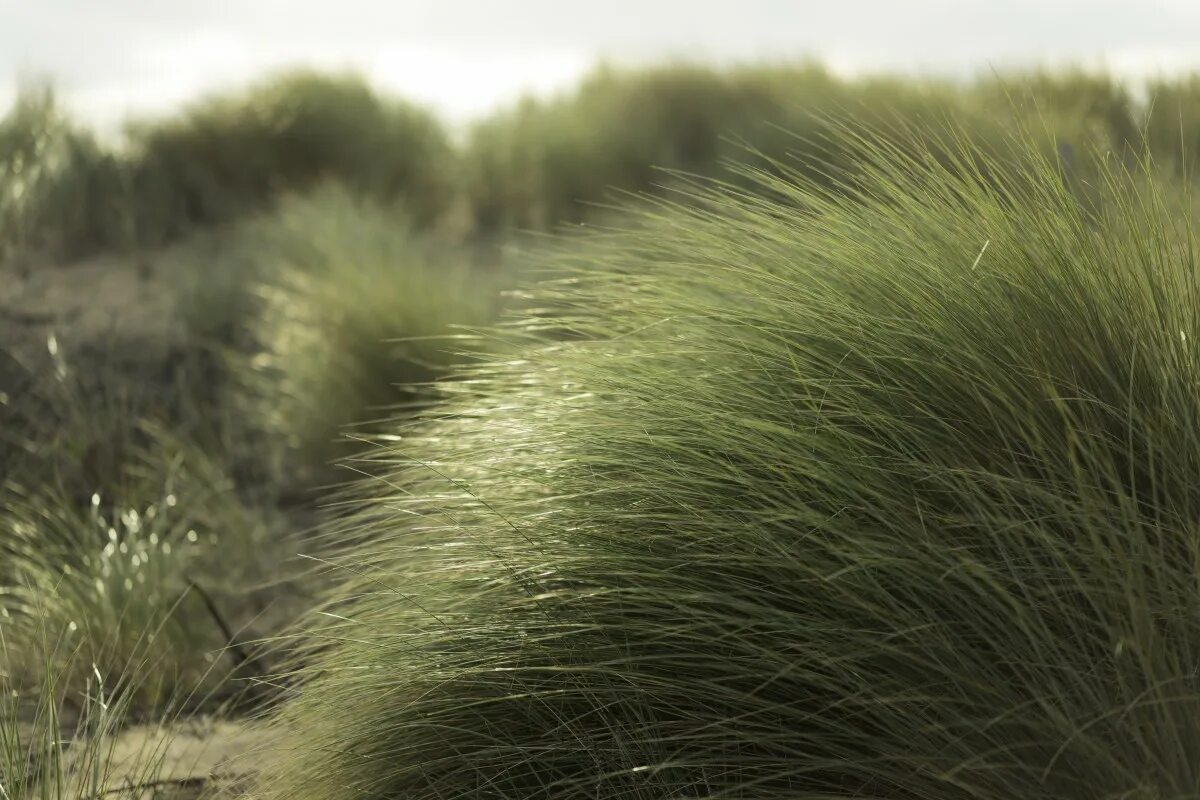Free Images : nature, sky, lawn, meadow, prairie, sunlight, flower, green, crop,