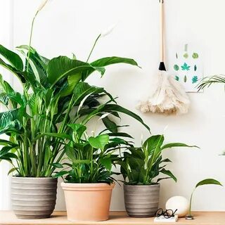 Home flowers