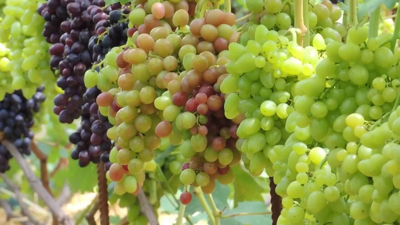 Виноград Али-баба сверхранний /саженец привитый ОКС - купить с доставкой по выго