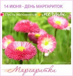 День маргаритки