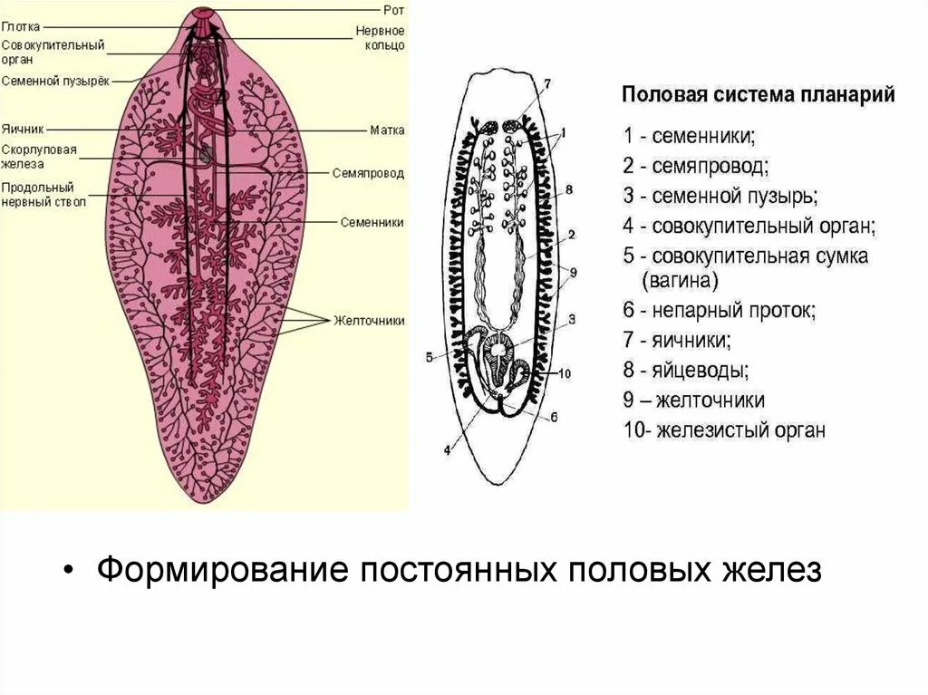 Половая система плоских червей. Системы органов плоских червей. Ароморфозы плоских червей. Копулятивный орган у плоских червей.