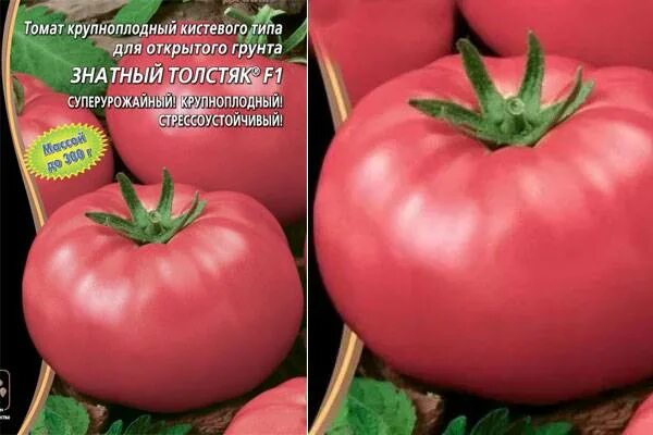 Томат знатный толстяк f1. Томат знатный толстяк. Знатный толстяк томат описание и фото отзывы. Томат знатный толстяк. Три толстяка томат описание.