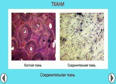 Клетки костной ткани тест