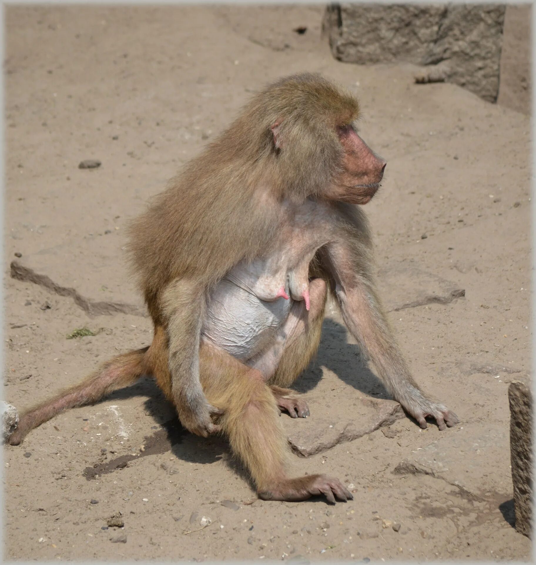 Гималайский бабуин. Под бабуином ходишь. Павиан гамадрил. Под бабуином ходишь. Грин бабуин.