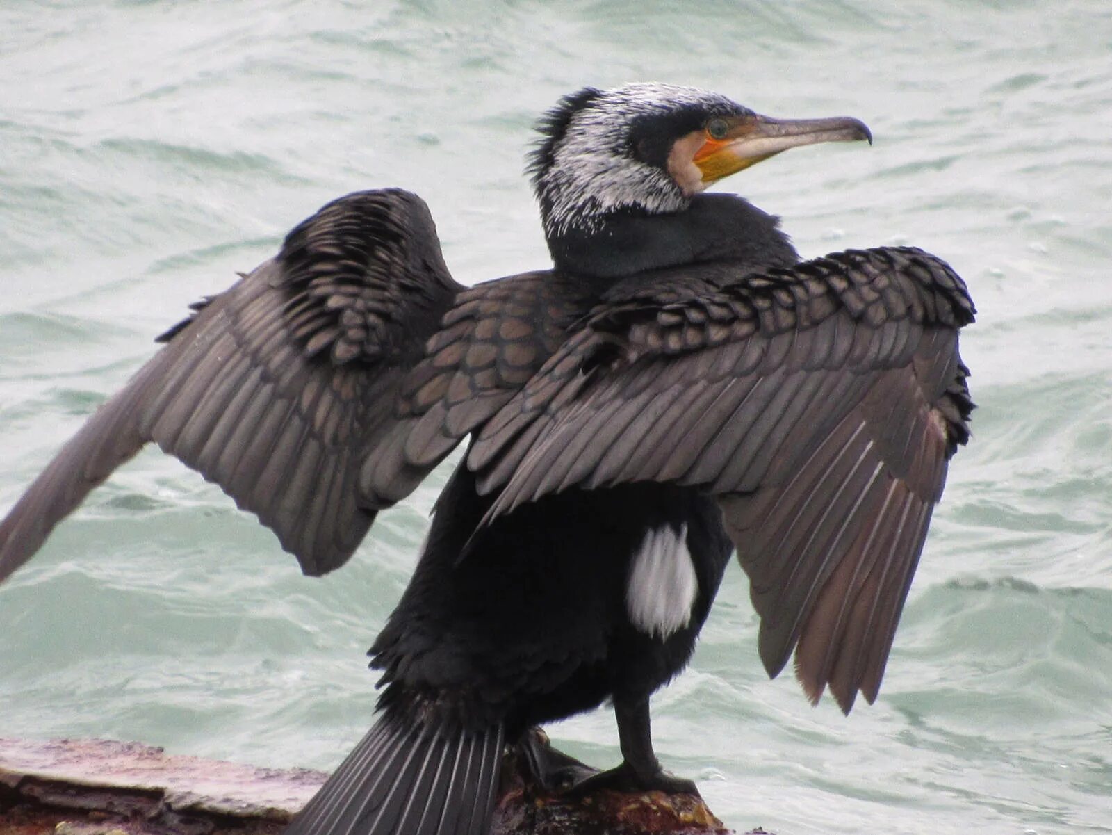 Большой Баклан Phalacrocorax Carbo. Нырок Черноморский Баклан. Баклан Черноморский птица Крым. Хохлатый Баклан в Крыму. Про бакланов