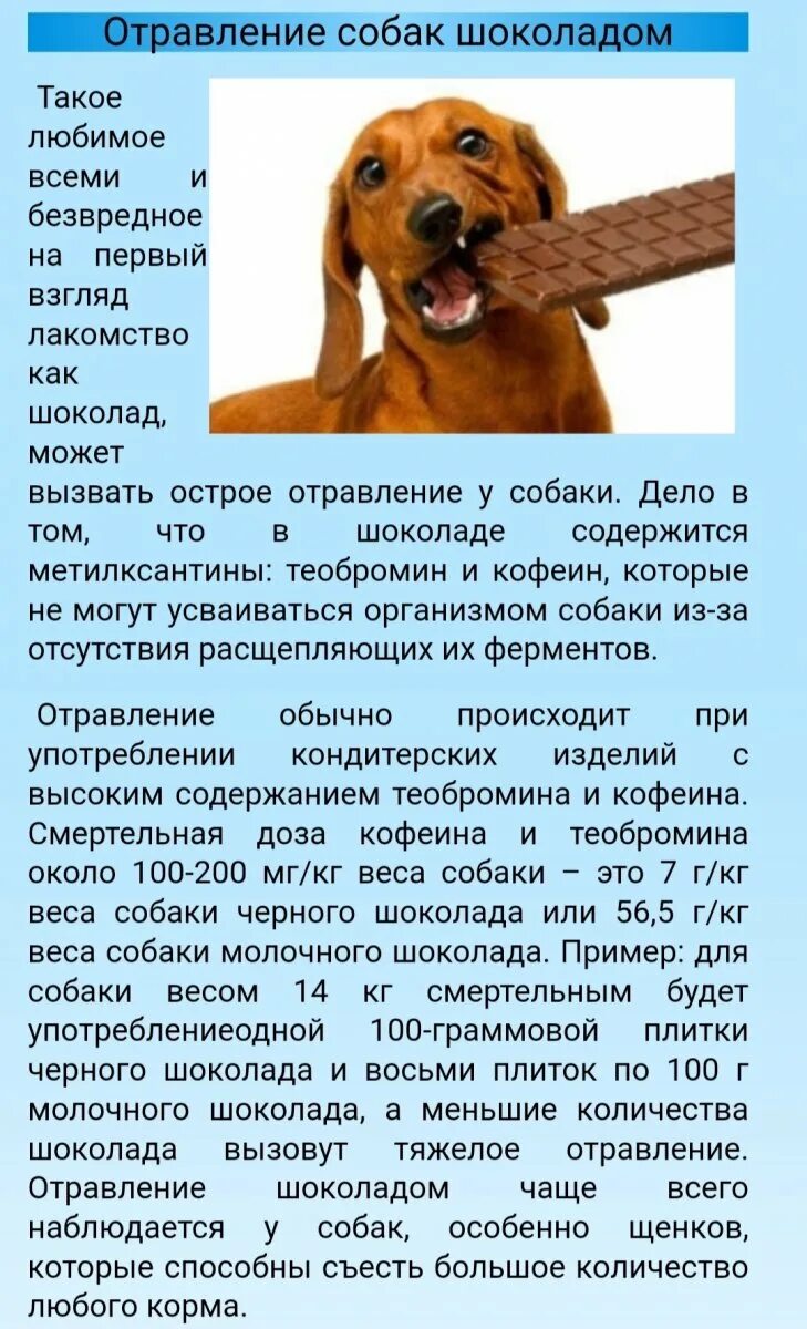 Симптомы отравления у собак. Отравление у собаки симптомы. При отравлении собаки. Симптомы при отравлении собаки. Отравление шоколадом у собак.