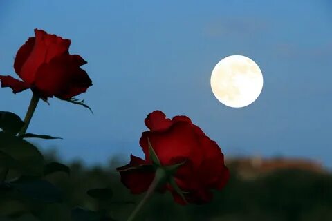 Moon flowers