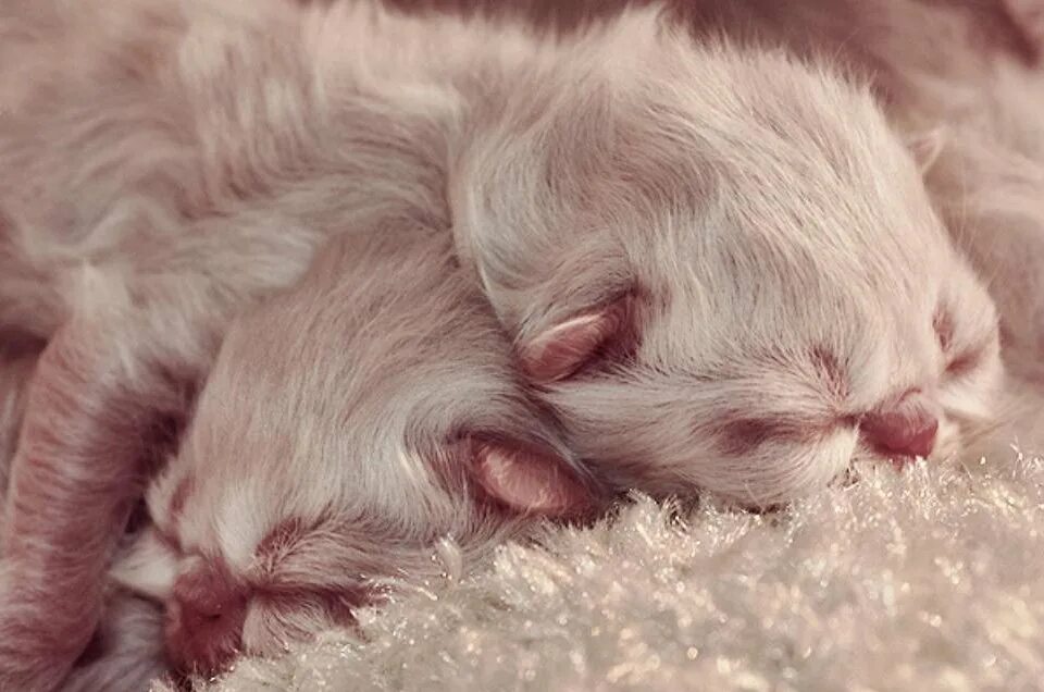 Кошки после рождения котят. Новорожденные котята. Новорожденный котенок. Котята рождаются слепыми. Пушистые новорождённые котята.