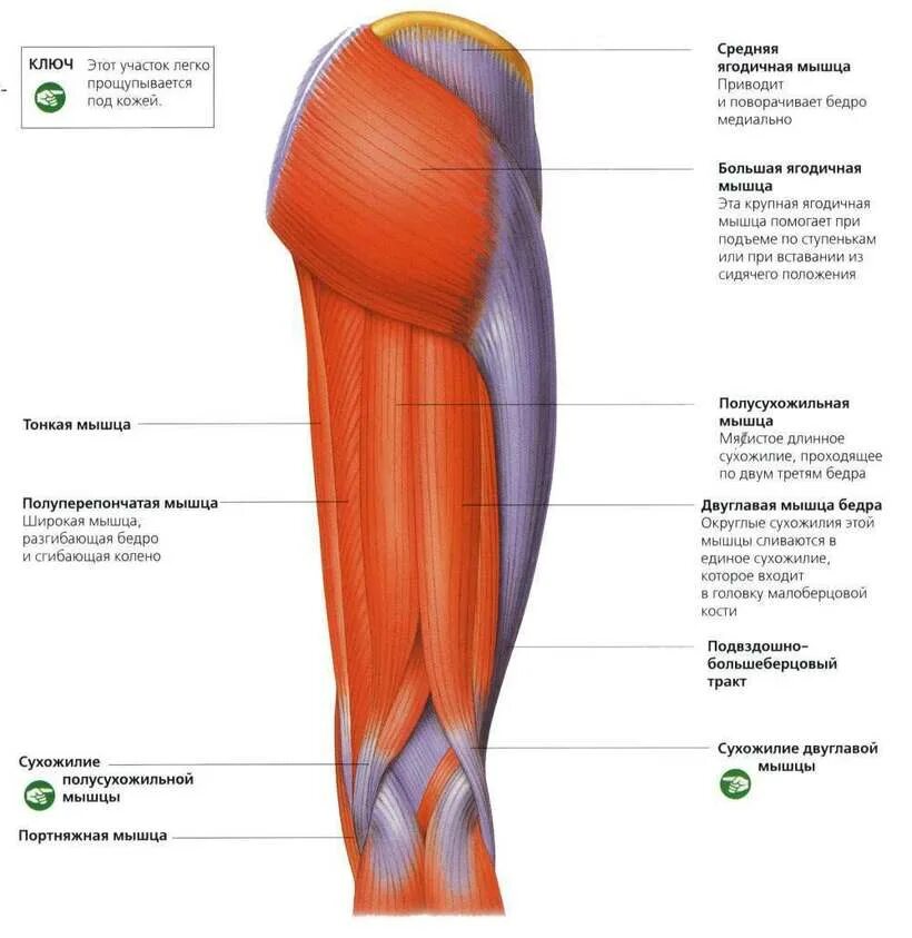 Сухожилие бедро задняя. Задняя группа мышц бедра анатомия. Задняя группа мышц бедра полусухожильная мышца бедра. Сухожилие двуглавой мышцы бедра. Самая объемная мышца бедра.