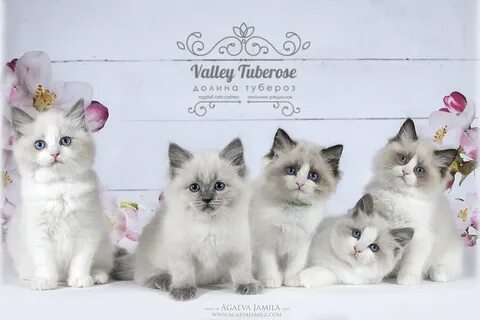 Питомники кошек породы