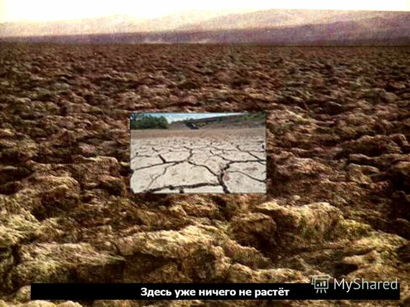 Гнилая почва. Не растет ничего на земле. Насекомые в почве. Идти к своей цели несмотря ни на что. Но жизнь продолжается.