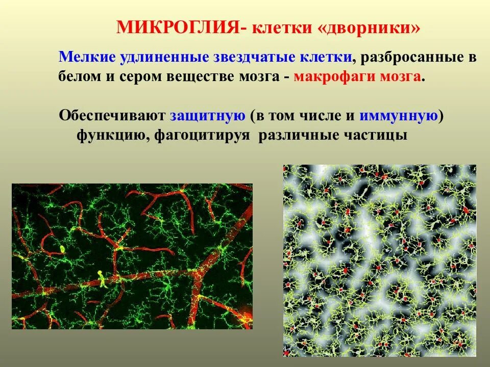 Клетки микроглии функции. Клетки микроглии строение. микроглия структура. микроглия цнс. микроглия выполняет функции:.