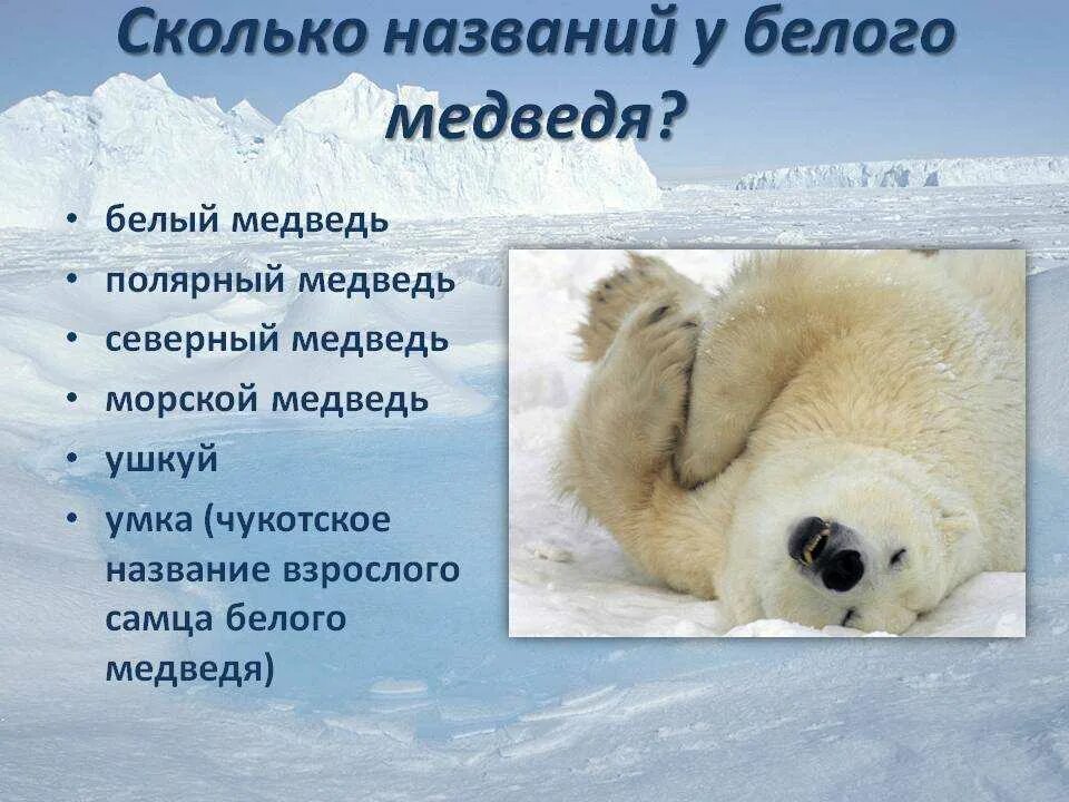 Интересное про белого медведя детям
