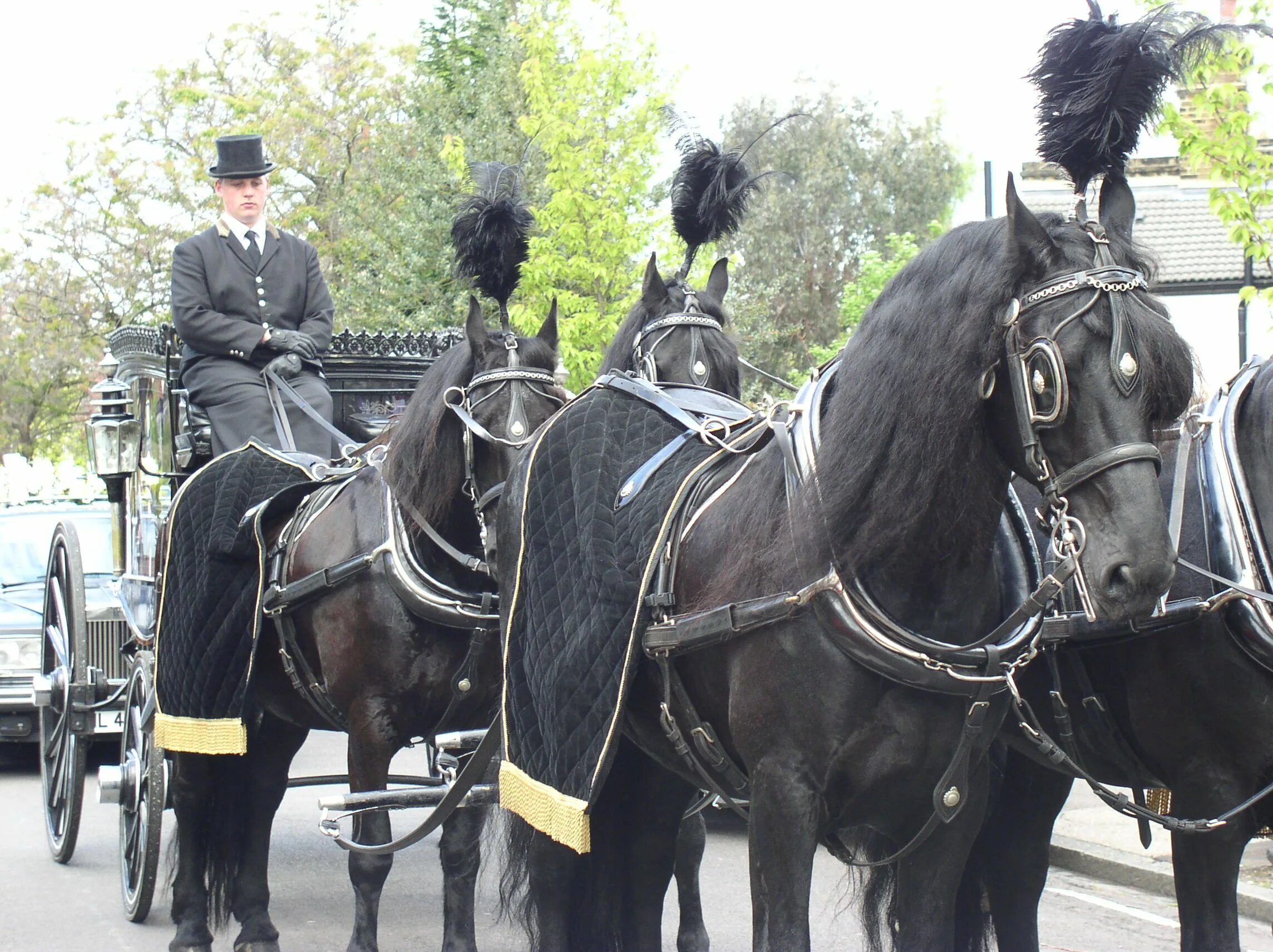 Карета с 4 лошадьми. Фризская лошадь в карете. Лошади в прошлом. Horses funeral. Накидка для коней в прошлый век.