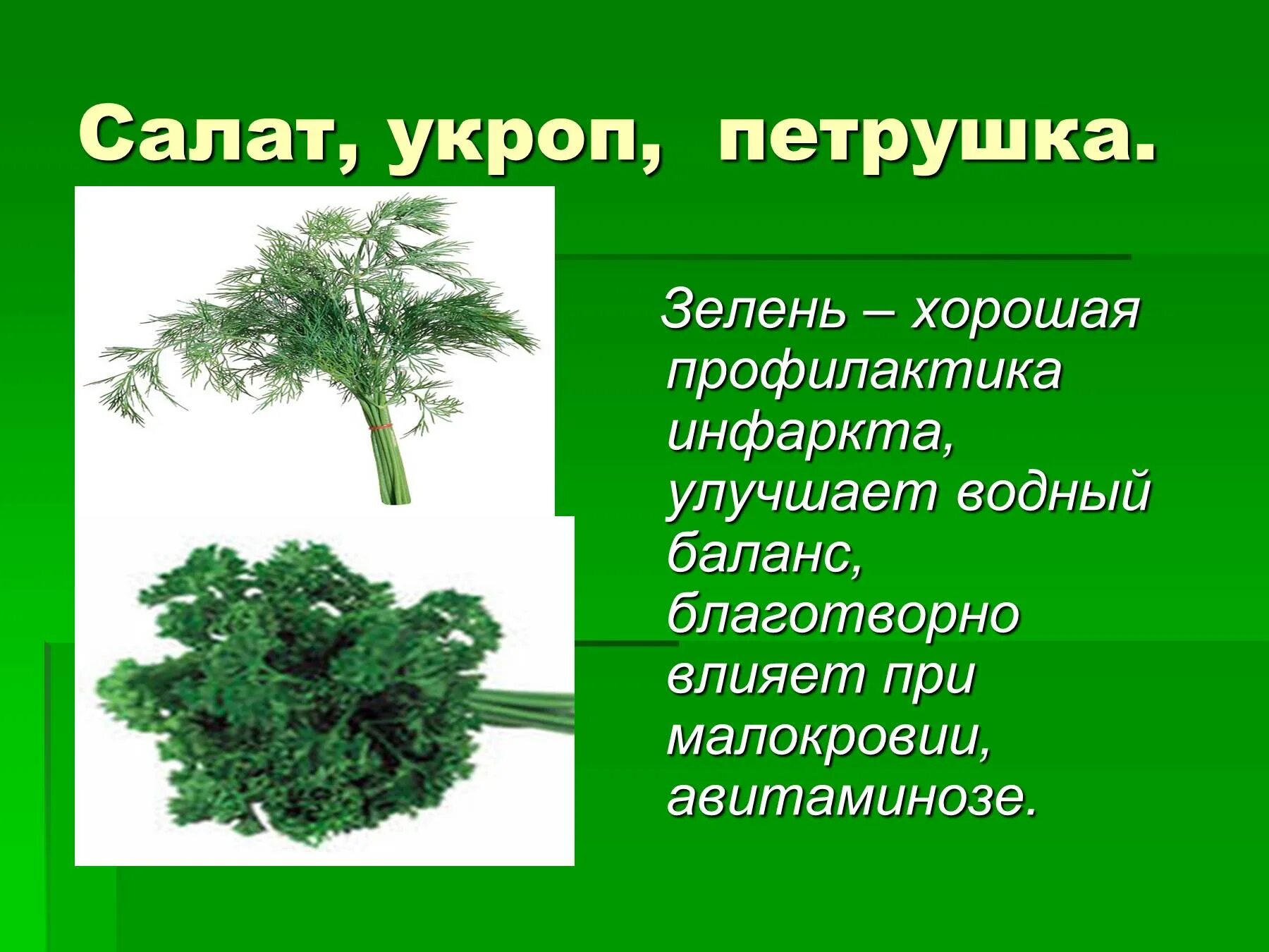 Укроп стихи. Укроп презентация. Петрушка для детей. Зелени укроп петрушка зелени. Укроп для дошкольников.