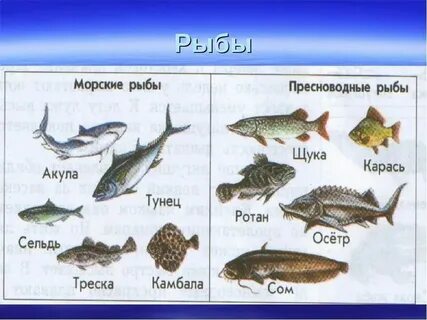 Отличия морской рыбы от пресноводной