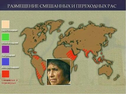 Основные и переходные расы