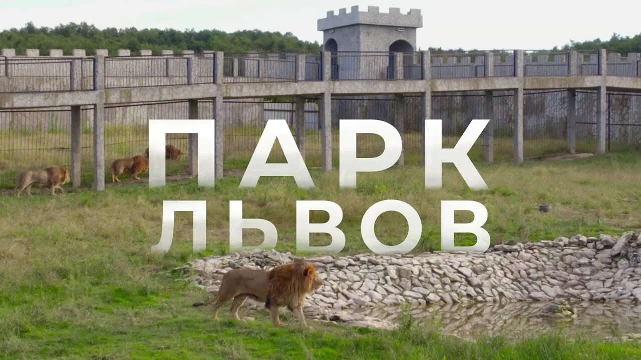 Парк львов в абхазии фото Парк львов в абхазии фото