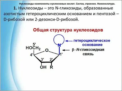Какие виды нуклеиновых кислот вы знаете