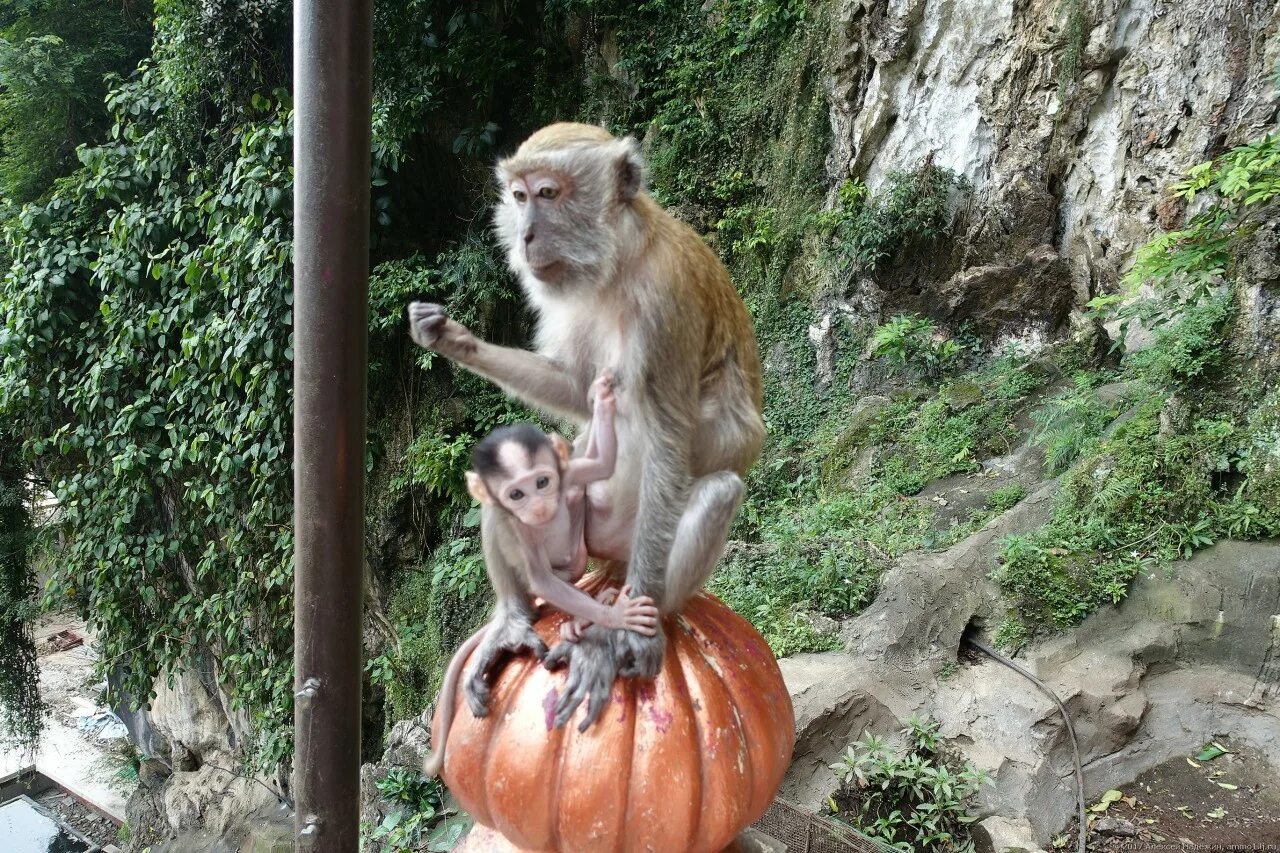 Много диких обезьян. Много много диких обезьян. В Бразилии очень много диких обезьян. Остров диких обезьян. Где живут обезьяны.