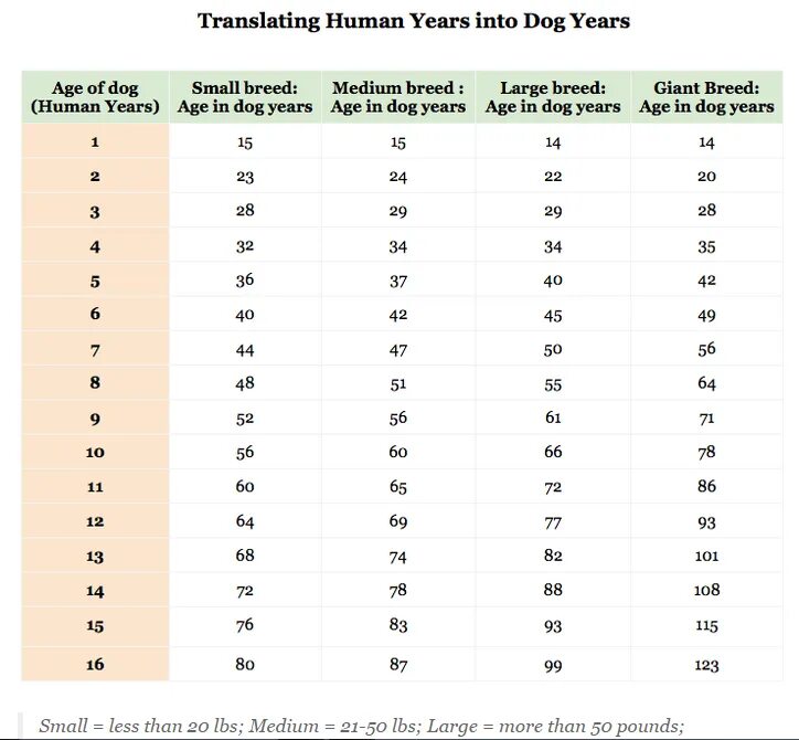 Oddities around the World: Dog Human Years Guide. Dog ages, Dog years, Dog age c