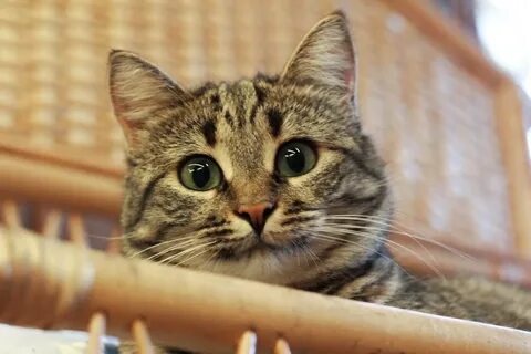 Кошки пскова
