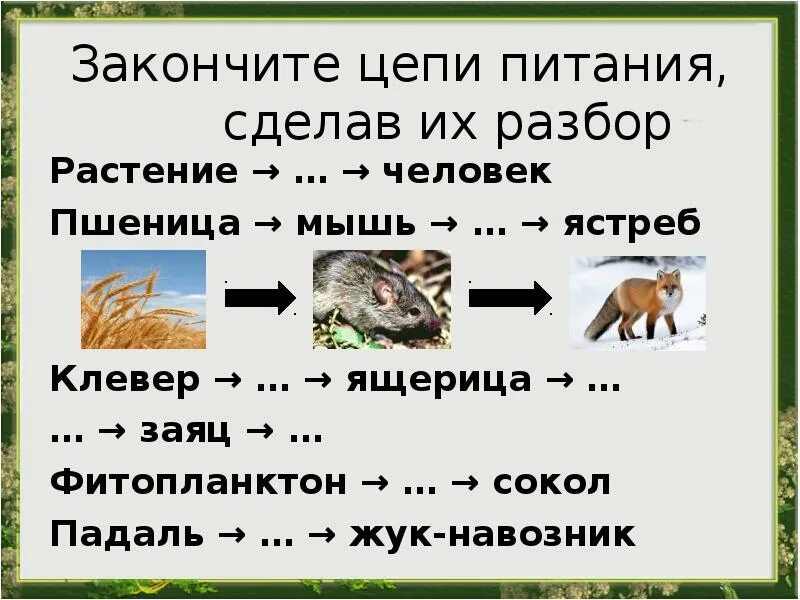 Клевер кролик волк черты сходства и различия. Цепь питания мышь Сова ястреб. Цепь питания Клевер заяц лиса ястреб. Цепь питания зерно мышь. Цепь питания пшеница мышь лиса.