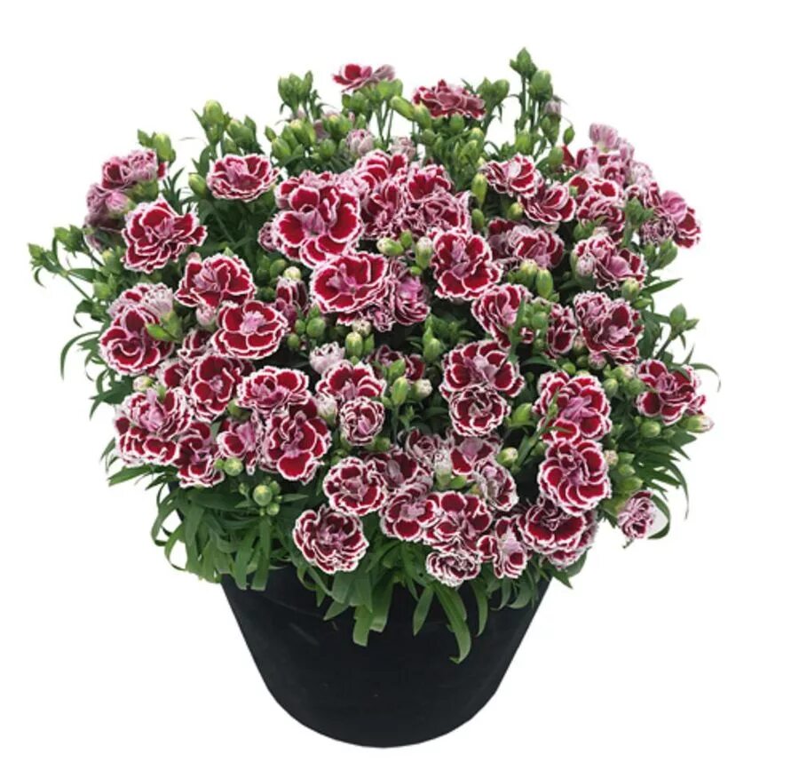 Гвоздика Sunflor Bianca. Комнатная гвоздика Диантус. Гвоздика Dianthus Sunflor Bianca. Гвоздика Sunflor Sofia. Гвоздика уход в домашних условиях