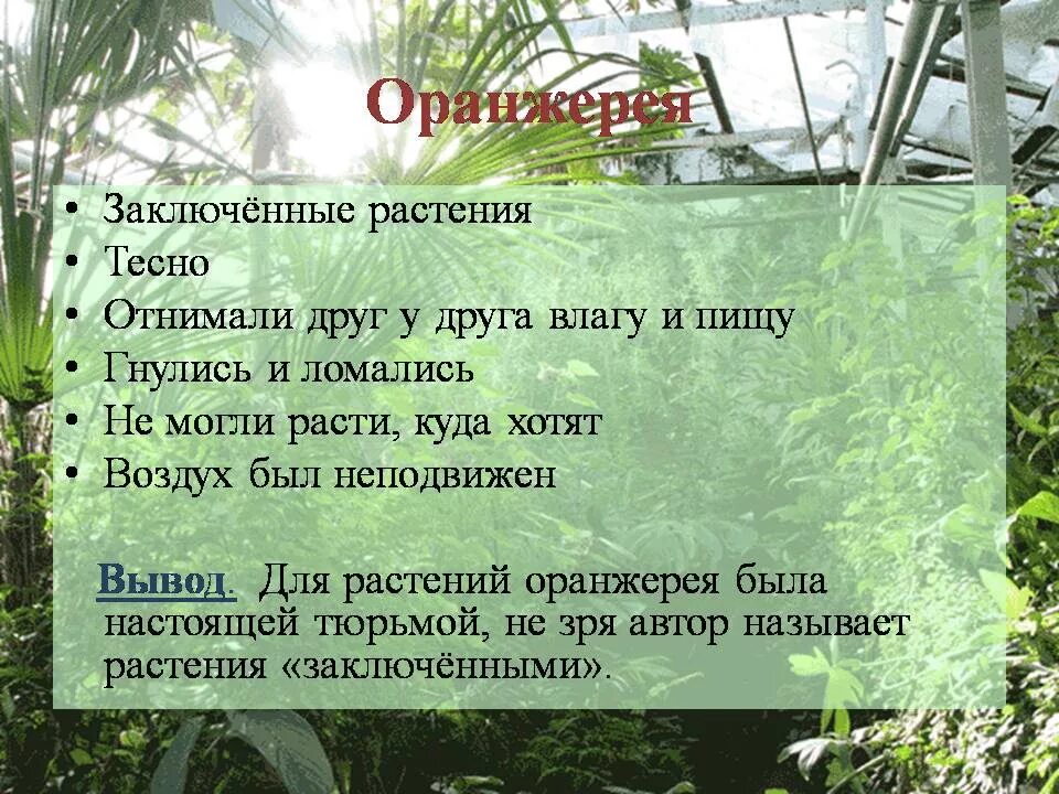 В м гаршин attalea princeps. Гаршин attalea princeps иллюстрации. сказка о гордой и сильной пальме. рисунок к сказке attalea princeps. рассказ о пальме.