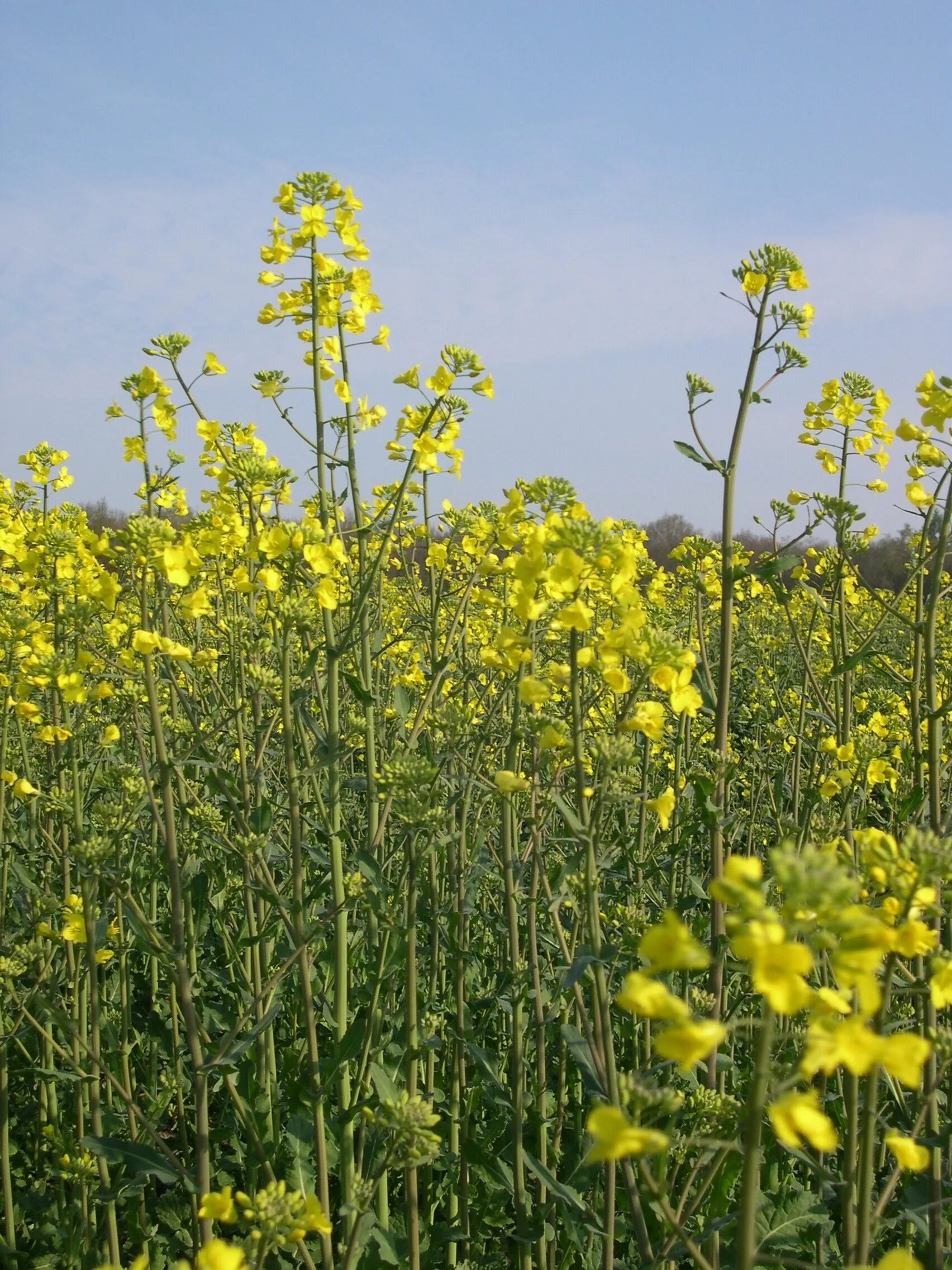Как выглядит рапс. Рапс – brassica napus.. желтый цветок полевой рапс. рапс луговой. молочай рапс.