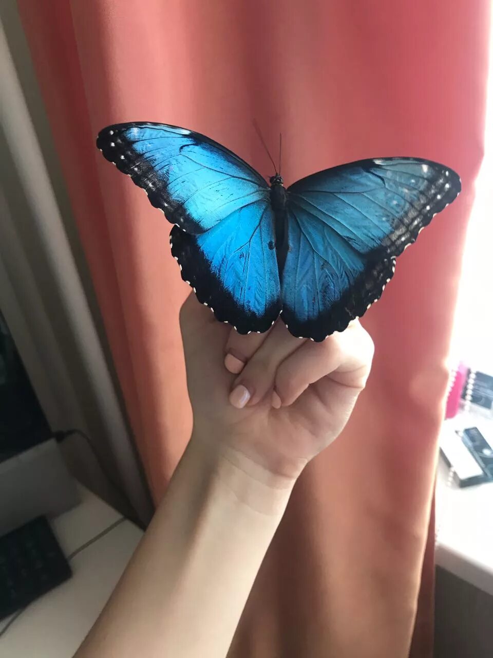 Бабочка Morpho Aurora. Бабочка голубая Ордынка. Голубая Морфо бабочка. Бабочка Морфо Пелеида.