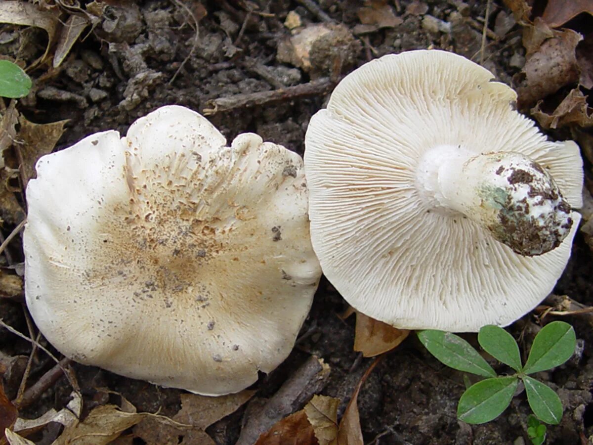 Как называется гриб белого цвета. Рядовка голубиная tricholoma columbetta. гриб рядовка голубиная. рядовка белая голубиная. гриб рядовка белая съедобная.