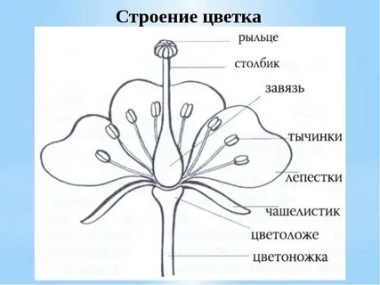 Пыльник рыльце