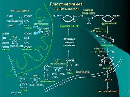 Глюконеогенез