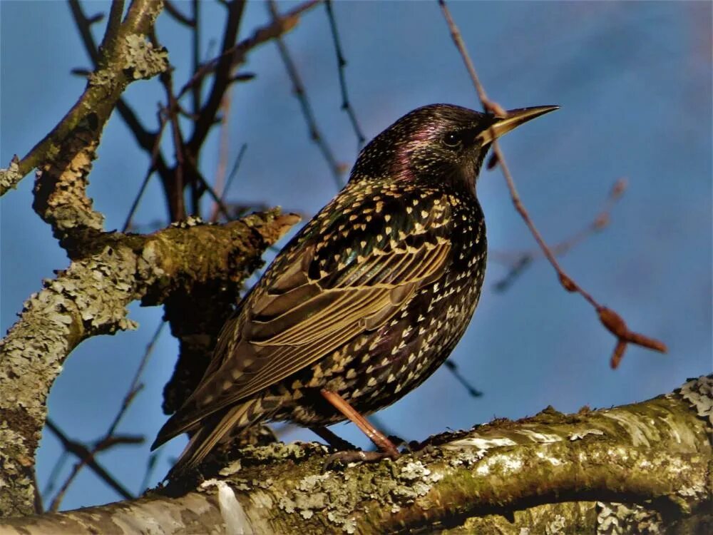 скворец дальневосточный. скворец виды. скворец фото птицы. скворцы автор. скворцы автор.
