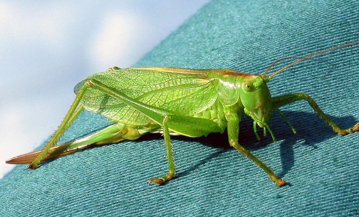 Прямокрылые кузнечики. Крылья прямокрылых. Крылья прямокрылых. Крылья саранчи. Прямокрылые азиатская перелетная саранча.