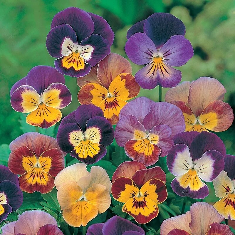 Виола Анютины глазки. Анютины глазки (Viola Tricolor). Фиалка рогатая Бамбини рогатая. Виола многолетняя Бамбини.