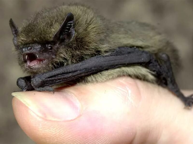 нетопырь-карлик pipistrellus pipistrellus. нетопырь пигмей. нетопырь натузиуса. нетопырь натузиуса. нетопырь-карлик.